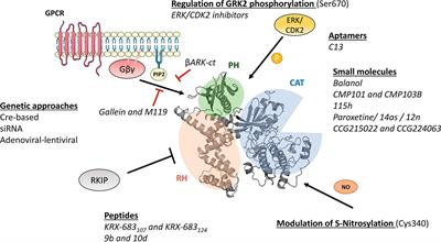 G Protein-Coupled Receptor Kinase 2 (GRK2) as a Potential Therapeutic Target in Cardiovascular and Metabolic Diseases